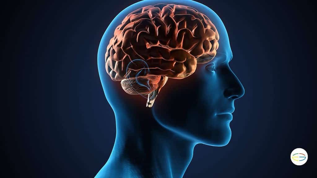 peso promedio del cerebro umano