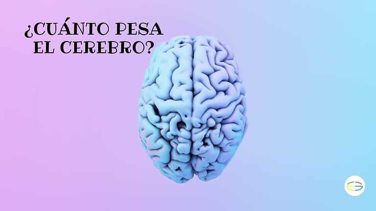 cuanto pesa el cerevro