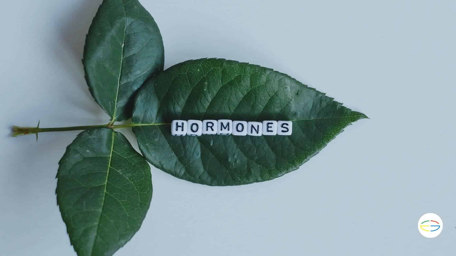 hormonas lh y fhs