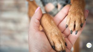 perros de apoyo emosional en España
