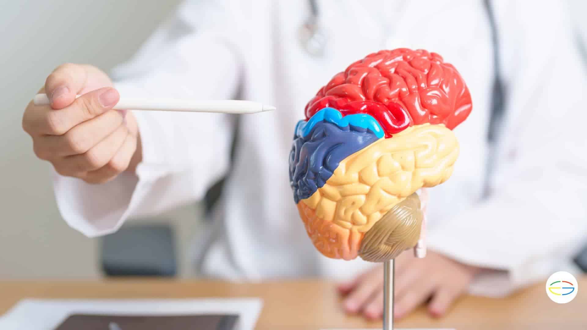 👉El mejor cuestionario de autoconocimiento de cerebro completo